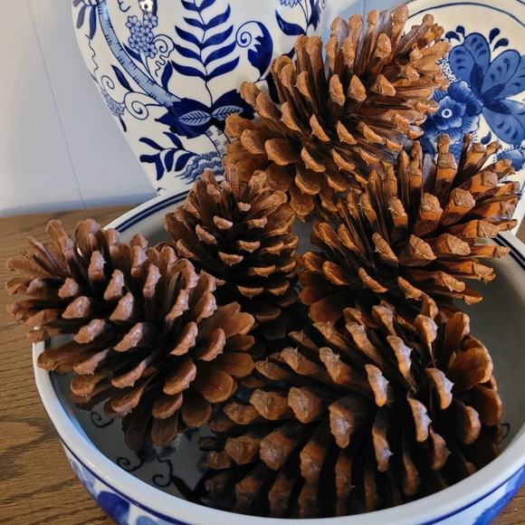 Pine Cones - Picture 1 of 3